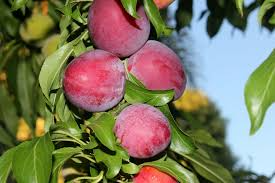 Santa Rosa Plum Tree 2ft Live Fruit Tree Prunus salicina - Sweet-Tart Plums, White Blossoms, Self-Pollinating, Edible Garden