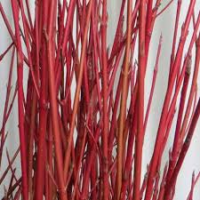 Bright Red Dogwood Cuttings | Cornus sericea | Hardy Shrub with Vibrant Red Stems | Easy Propagation