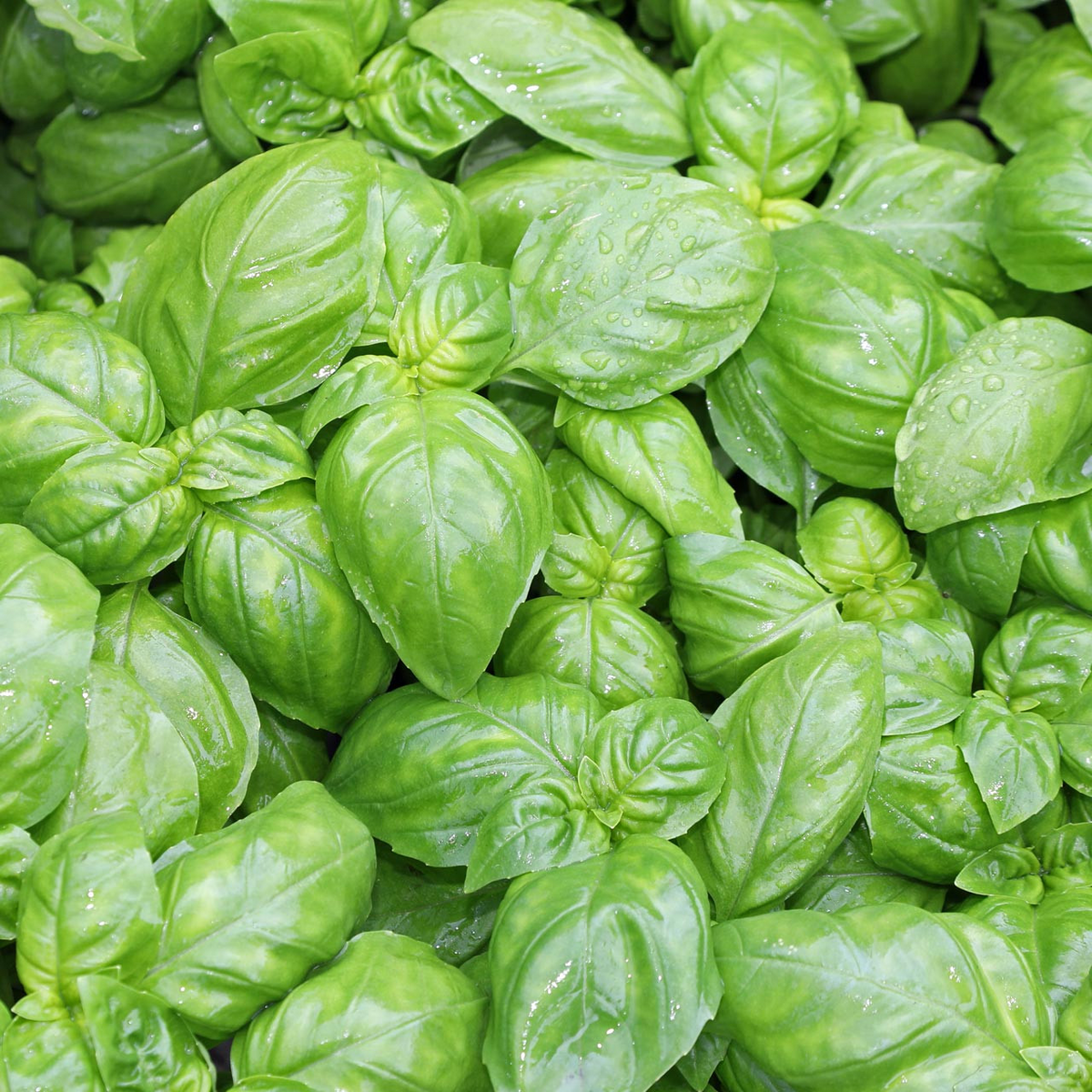 200 Genovese Basil Seeds - Heirloom Culinary Herb, Aromatic Flavor - Ocimum basilicum - Easy to Grow, Pollinator Friendly