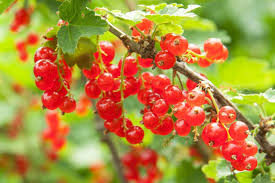 Red Lake Currant Cuttings | 8 Fresh 6-10” Hardwood Cuttings | Ribes Rubrum | Edible Berries | Easy to Grow