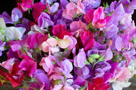 50+ Sweet Pea Seeds - Summer Romance Blush Pink Vines for Trellises & Bouquets - Lathyrus odoratus - USA
