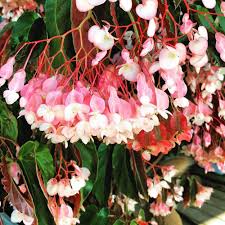Torch Pink Angel Wing Begonia Live Plant 4" Pot | Begonia coccinea | Vibrant Pink Flowers & Speckled Leaves