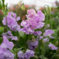 Ethel Grace Sweet Pea Seeds - 50+ Soft Lavender Blooms - Climbing Vine for Trellises & Bouquets - Lathyrus odoratus