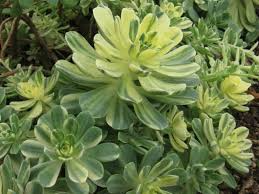 3 Rooted Cuttings Aeonium castello-paivae ‘Harry Mak’ Sun Cup Succulent | Variegated Rosettes | Live Plant | Drought-Tolerant