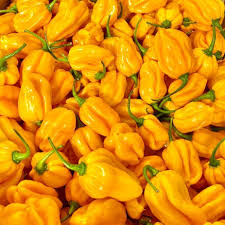 25 Habanero Pepper Seeds - Caribbean Yellow, Heirloom, Non-GMO, Capsicum chinense, 300,000+ Scoville, Hot Chili Seeds
