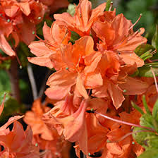 Mandarin Lights Deciduous Azalea Starter Plant | Bright Orange Blooms | Azalea x 'Mandarin Lights' | Cold Hardy Hybrid