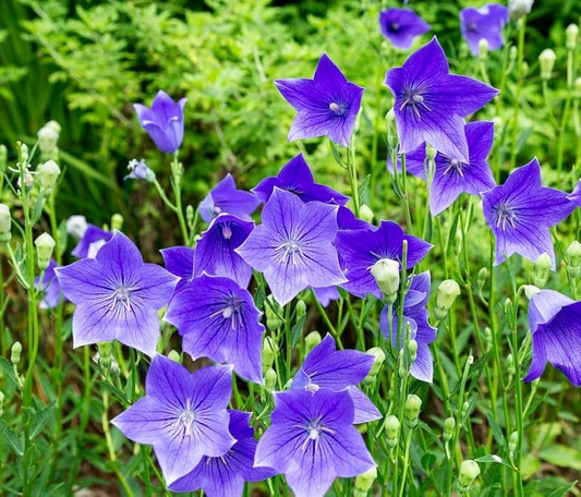 1,000 Balloon Flower Seeds, Non-GMO Platycodon grandiflorus, Toraji Chinese Bellflower, Perennial, Easy to Grow, Pollinator Friendly
