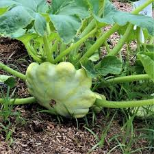 15 Seeds Bennings Green Tint Scallop Squash, Heirloom Pattypan, Tender Flavor, Cucurbita pepo - High-Yielding, Compact Growth