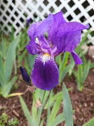Light Purple Japanese Iris Live Roots - Iris ensata - Freshly Dug Bulbs - Spring Blooming Perennial - Pack of 4