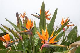 Bird of Paradise Starter Plant 6" - Strelitzia reginae Seedling - Tropical Crane Flower for Indoor & Outdoor Gardens