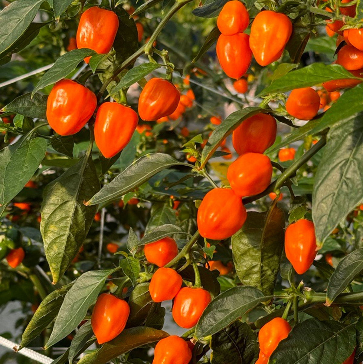 Orange Habanero Pepper Seeds - 20 Count, Fiery Heirloom Hot Pepper, Capsicum chinense, Vibrant Orange Fruits