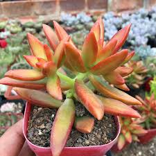 2 Bare Root Live Plants Sedum adolphi ‘Firestorm’ Succulent Red-Orange Edged Foliage Easy Care