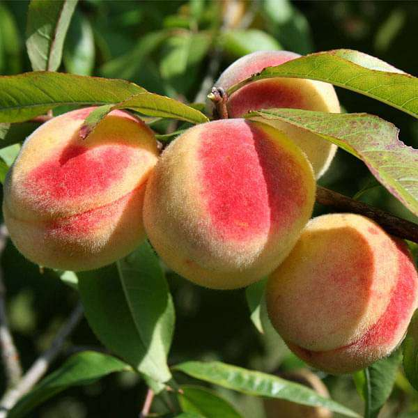 California Peach Cuttings 6" Live Plants, Edible Sweet Fruit, Prunus Persica, Organic, Fast-Growing, USDA Zones 5-9, 7 Pack