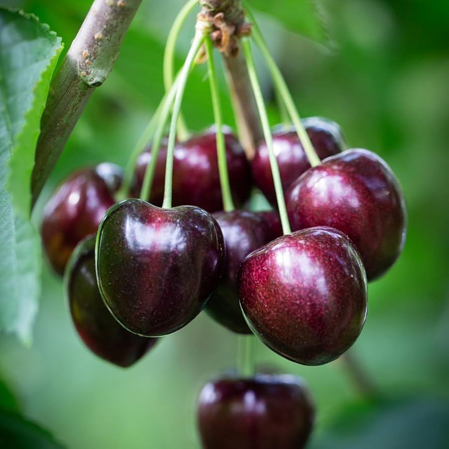 30 Black Cherry Tree Seeds - Sweet Dark Fruit, Easy to Grow, Prunus serotina for Home Gardens