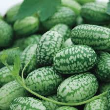 25 Seeds Mexican Sour Gherkin Cucumber, Tiny Tangy Heirloom, Melothria scabra, Grape-Sized Fruit for Snacking & Pickling