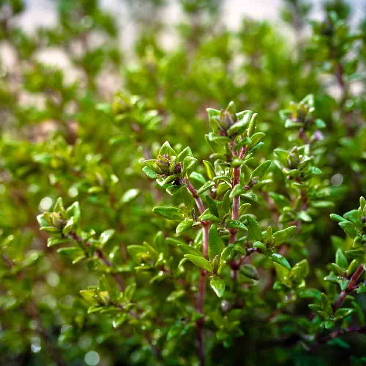 350 Thyme Seeds for Planting - Thymus vulgaris - Aromatic Culinary Herb for Gardens & Cooking - Fresh Flavor for Your Kitchen