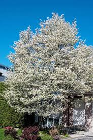 Allegheny Serviceberry Tree - Live Bare Root Plant 12"-14" - Amelanchier laevis - Edible Berries, Spring Blooms, Fall Foliage