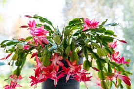 Schlumbergera Buckleyi Christmas Cactus Cuttings - 3 Rooted Cuttings, Easy Care Indoor Plant, Repeat Bloomer, No Soil
