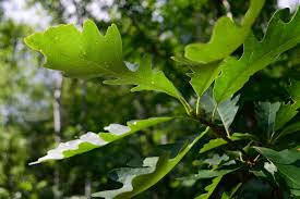 Bur Oak Tree Live Bare Root Plant 18"-24" Quercus macrocarpa Hardy Shade Tree for Zones 3-8 Wildlife-Friendly Drought-Tolerant
