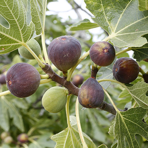 Organic Fig Tree Cuttings 5 Pack 8" Unrooted Ficus Carica for Planting & Propagation - Healthy Fruiting Tree Cuttings