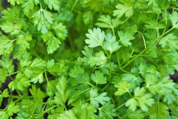 Chervil Seeds | Heirloom Non-GMO Culinary Herb | Mild Anise Flavor | Anthriscus cerefolium | Perfect for French Cuisine