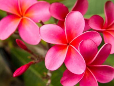 Pink Plumeria Cutting - 10" Unrooted Frangipani Starter - Plumeria Rubra - Tropical Flower for Propagation and Grafting