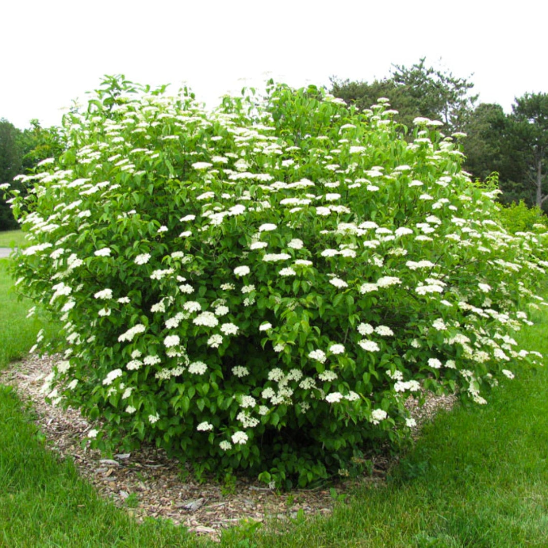 Arrowwood Viburnum Live Bare Root Plant 12"-14" (Viburnum dentatum) - Hardy Deciduous Shrub for Hedges & Wildlife Gardens