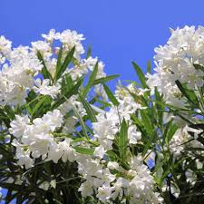 Oleander Tree Cuttings - 7 Live 6” Unrooted - White Flowers - Nerium oleander - Fast-Growing, Drought-Tolerant, Easy Care