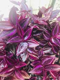 Rare Wandering Jew Cuttings - 5+ Burgundy Purple - Tradescantia Zebrina - Easy Propagation for Indoor Garden