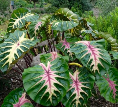 Waikiki Elephant Ear Starter Plant - Rare Colocasia Esculenta - Live & Rooted - Tropical Indoor Plant