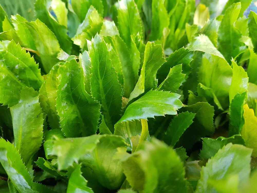 Culantro Seeds 100 Count - Ngo Gai Eryngium foetidum - Vietnamese Recao Heirloom Herb for Culinary Use & Garden
