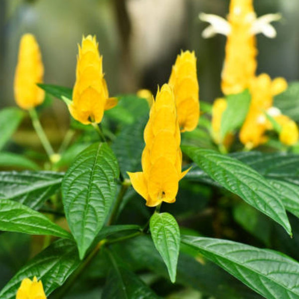 Golden Shrimp Plant Starter - Live Rooted Seedling with Yellow Blooms - Justicia brandegeana, Pachystachys lutea - Easy Care Shrub