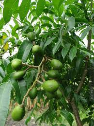 June Plum Starter Plant 3-4' Tall Spondias dulcis Tropical Fruit Tree Edible Fruit for Home Garden