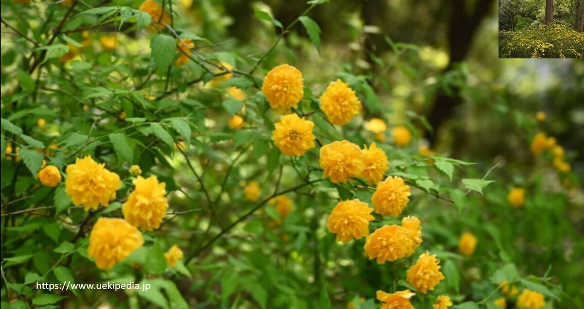 10 Kerria Japonica Cuttings | 7" Unrooted Japanese Rose | Miracle Marigold | Easy to Root for Gardens | Fresh Cuttings