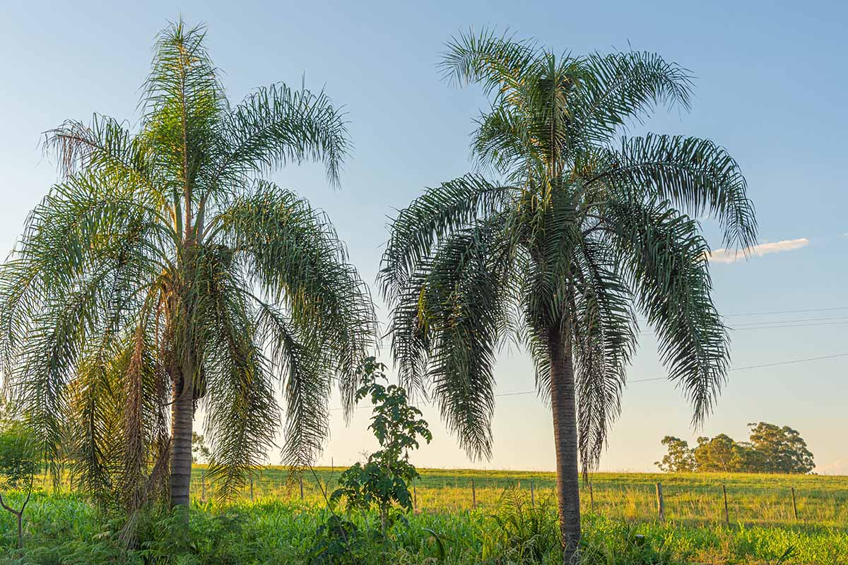 25+ Queen Palm Seeds - Fast-Growing Tropical Palm - Syagrus Romanzoffiana - Easy to Grow for Zones 9-11
