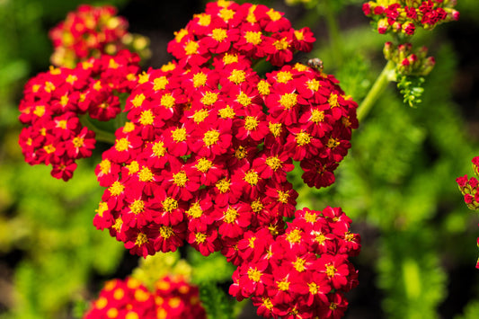 Red Yarrow Seeds | Non-GMO | Ruby-Red Flowers | Achillea millefolium | Pollinator Friendly | Drought Tolerant | Perennial