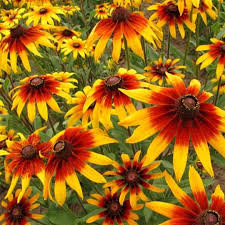 Daisy Gloriosa Seeds - 5000 Count - Vibrant Yellow-Orange Blooms - Rudbeckia hirta - Pollinator-Friendly Garden Flowers