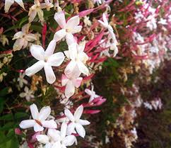 Pink Jasmine Starter Plant in 2" Pot | Jasminum polyanthum | Fragrant Climbing Vine | Fast Growing, Pet Safe & Air Purifying