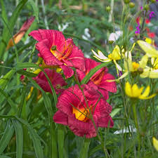 Cranberry Baby Daylily Plant | 1 Live Root | Hemerocallis ‘Cranberry Baby’ | Reblooming, Drought-Tolerant, Pollinator-Friendly