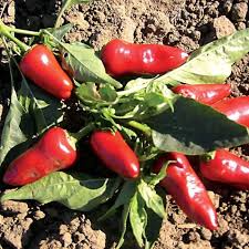 Fresno Chile Hot Pepper Seeds 250mg Medium Heat High Yield Capsicum annuum for Salsas Pickling Roasting Garden Container