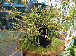 Rare Mistletoe Cactus Starter Plant, 3 1/4" Pot, Rhipsalis ewaldiana, Unique Jungle Cactus from Brazil, Well-Rooted Cutting