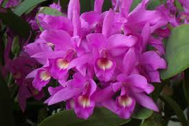 Cattleya Orchid Seedling 2" Pot Pink-to-Light Purple Blooms Cattleya skinneri National Flower of Costa Rica