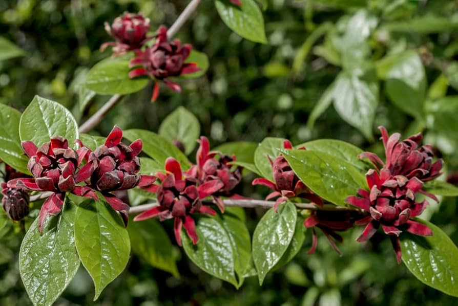 Sweetshrub Seedlings | Live Starter Plants | Hardy Fragrant Shrub | Calycanthus Species | Low-Maintenance Garden Plant