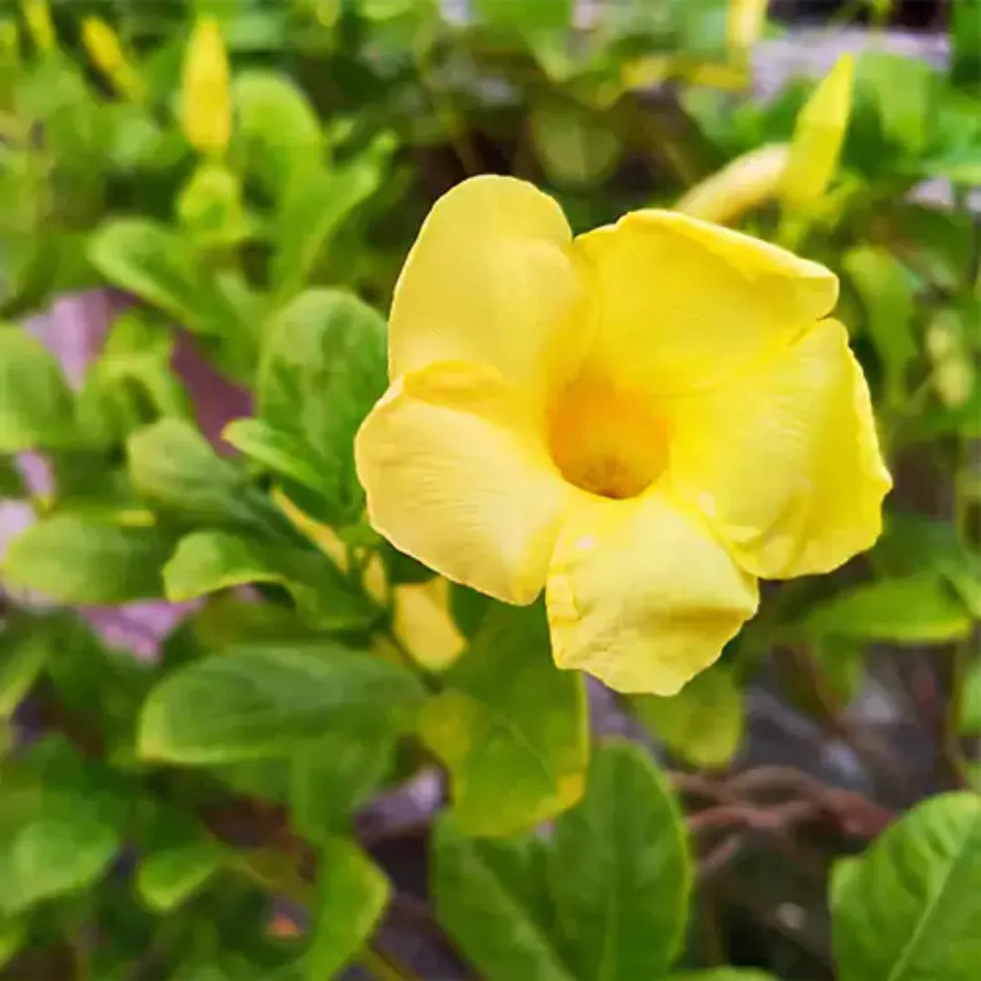 Yellow Allamanda Live Plant 7-10” - Tropical Perennial Vine with Bright Yellow Flowers, Allamanda cathartica