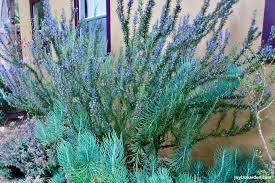 Lot of 2 Rosemary Cuttings - 5-8” Rooted Bare Root - Aromatic Culinary Herb - Salvia rosmarinus - Perfect for Gardens and Planters