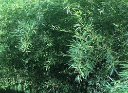 Live Bare Root Bamboo Plant - Red Margin (Phyllostachys rubromarginata) - Hardy, Fast-Growing Ornamental Bamboo