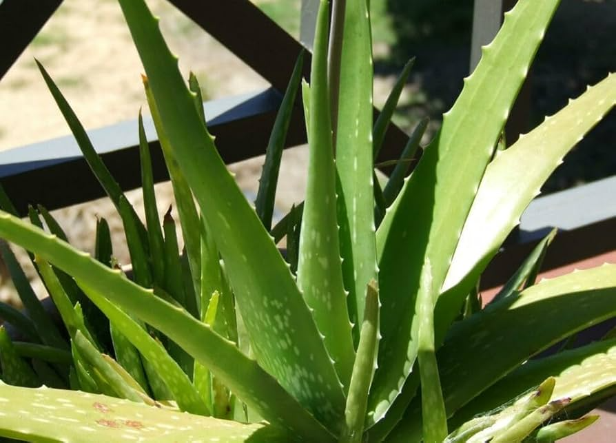 Small Aloe Vera Plants - 5 Bare Root Live Succulents - Aloe Barbadensis - Easy Care, Drought-Tolerant, Air-Purifying