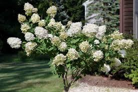 Live Pee Gee Hydrangea Cuttings (8+) | Fresh Unrooted Clones | Hydrangea paniculata 'Grandiflora' | Easy Propagation
