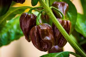 3 Chocolate Habanero Pepper Starter Plants - Super Hot Chili - Capsicum chinense - Perfect for Garden, Cooking, Hot Sauce