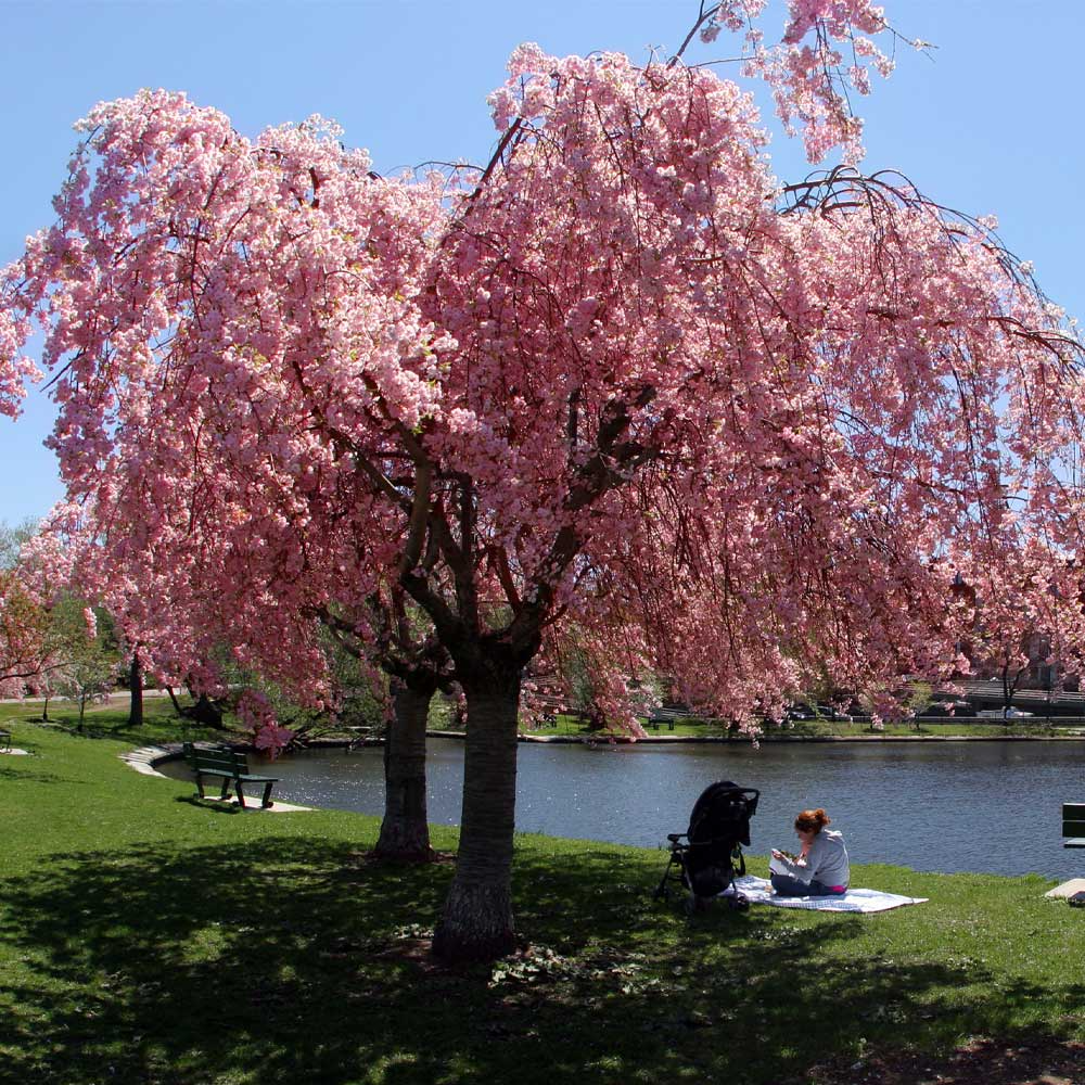Weeping Cherry Tree 2-3 Ft Live Flowering Tree Prunus pendula, Ready to Plant, Ornamental Garden Centerpiece
